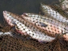 Только за минувшие выходные на Камчатке полицейскими было изъято полторы тонны рыбы ценных пород.