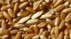 отмена эмбарго на вывоз зерна